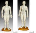 man acupuncture model-75cm