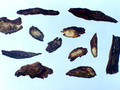 Danshen (Radix Salviae miltiorrhizae/Danshen Root)---丹参