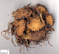 Ziwan (Tatarian Aster Root)---紫菀