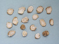 Xiyangshen (American Ginseng)---西洋参