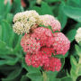 Hongjingtian (Intergripetal Rhodiola Herb)---红景天