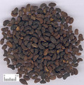Nuzhenzi (Glossy Privet Fruit)---女贞子