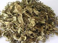 Luxiancao(Pyrolae herba)---鹿衔草