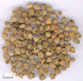 Fupenzi （Fructs Rubi)---覆盆子(powder100g/bottle) 