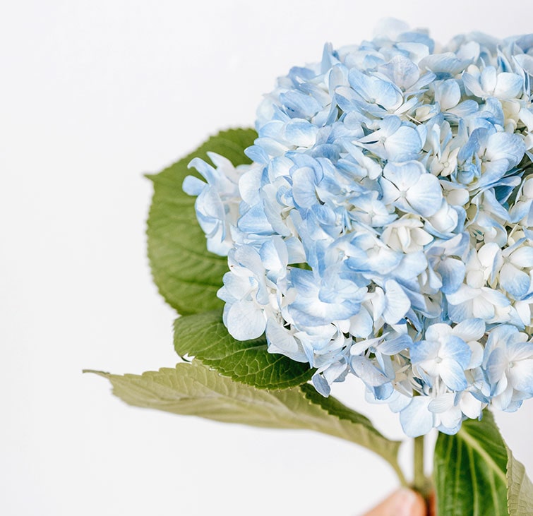 hydrangea-bouquet.jpg