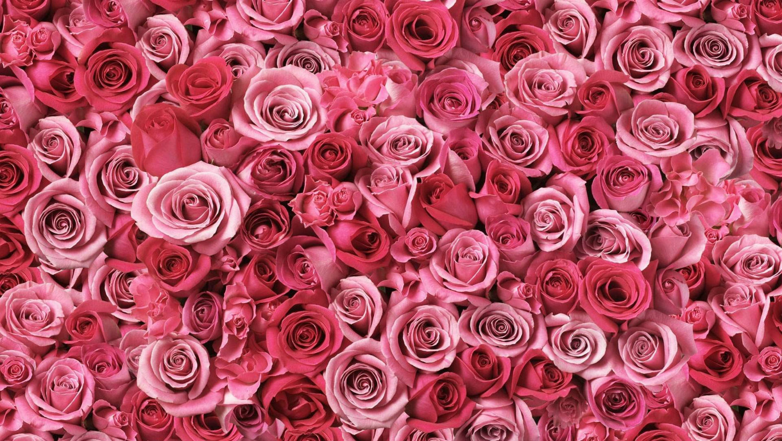 pink-and-roses.jpg