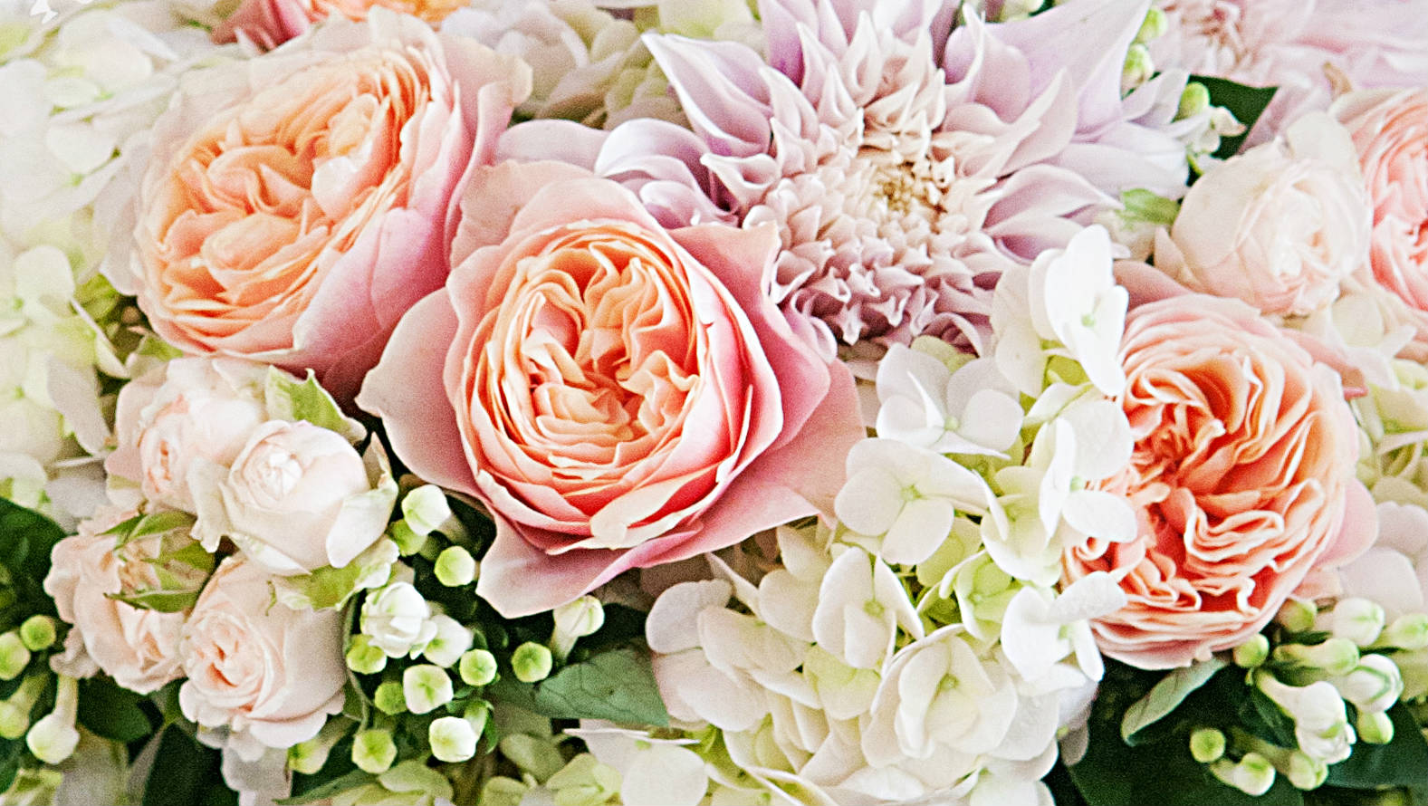 abbey-road-desc-min.jpg sea breeze hydrangea