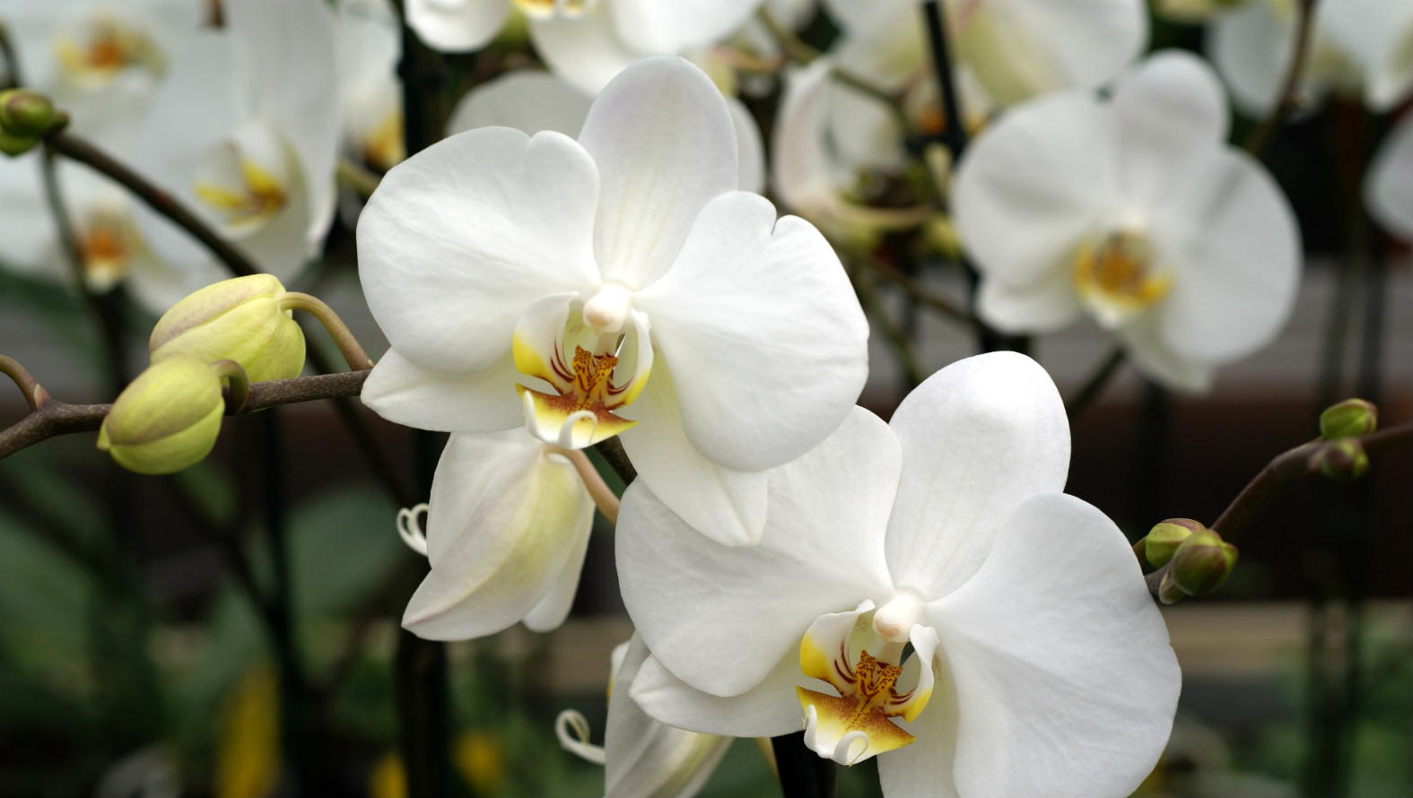 Double Stemmed White Orchid