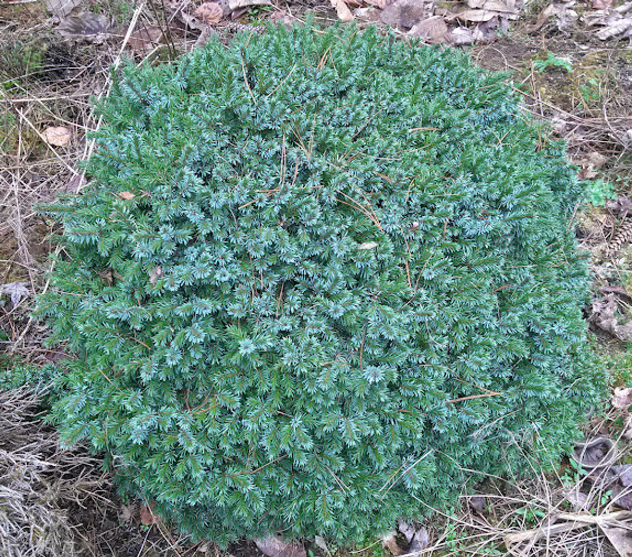 Picea omorika ' Pimoko ' Dwarf Serbian Spruce - Kigi Nursery
