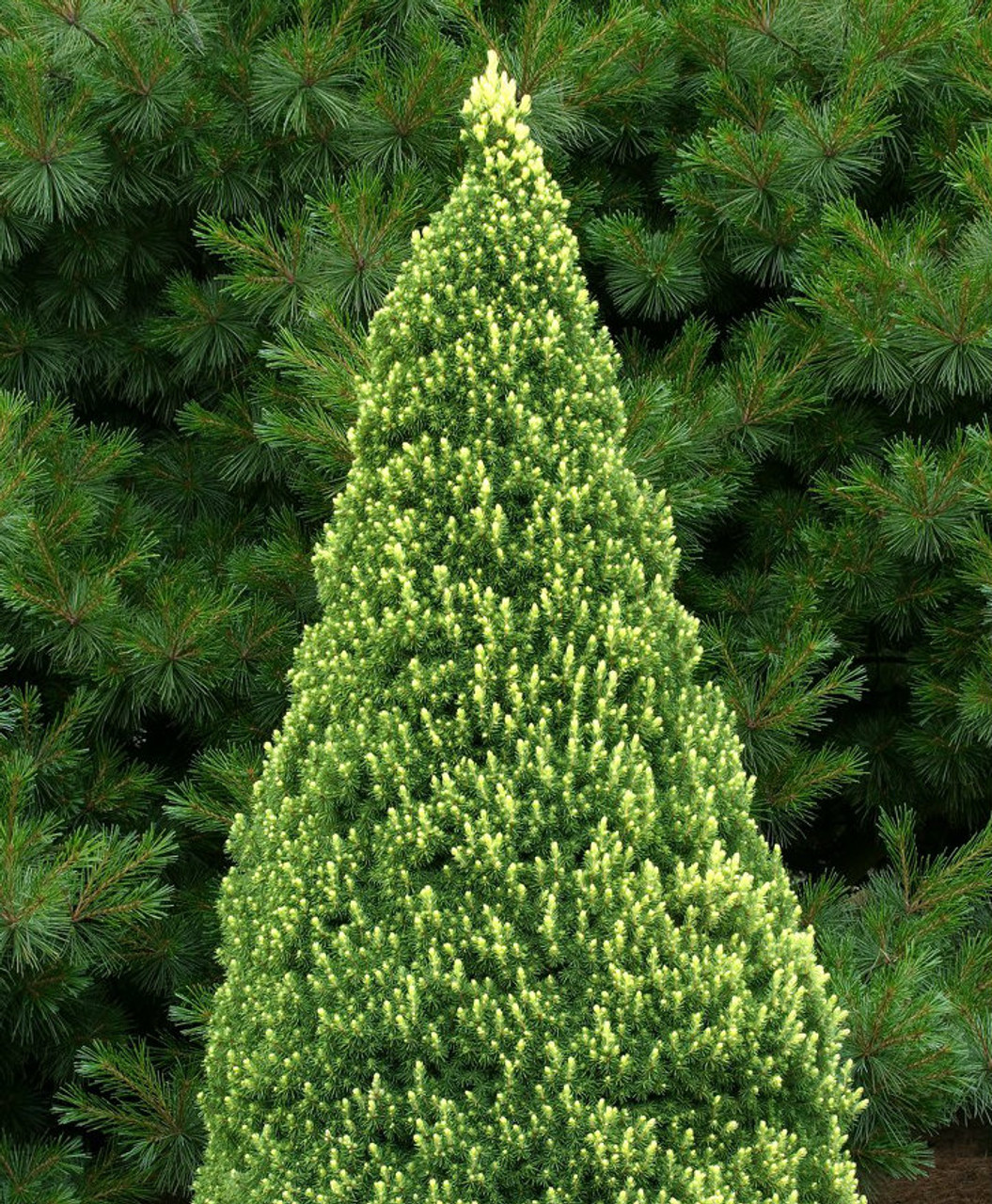 Picea glauca ' Rainbows End ' Dwarf Alberta Spruce Kigi Nursery