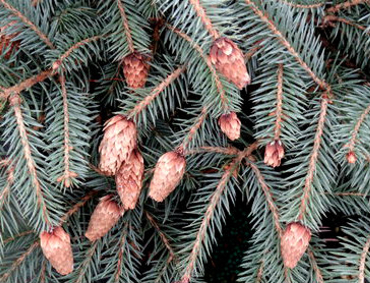 Picea pungens ' Early Cones ' Dwarf Colorado Blue Spruce ...