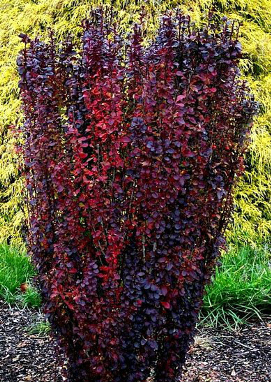 Berberis thunbergii ' Helmond Pillar ' Upright Red Japanese Barberry - Kigi Nursery