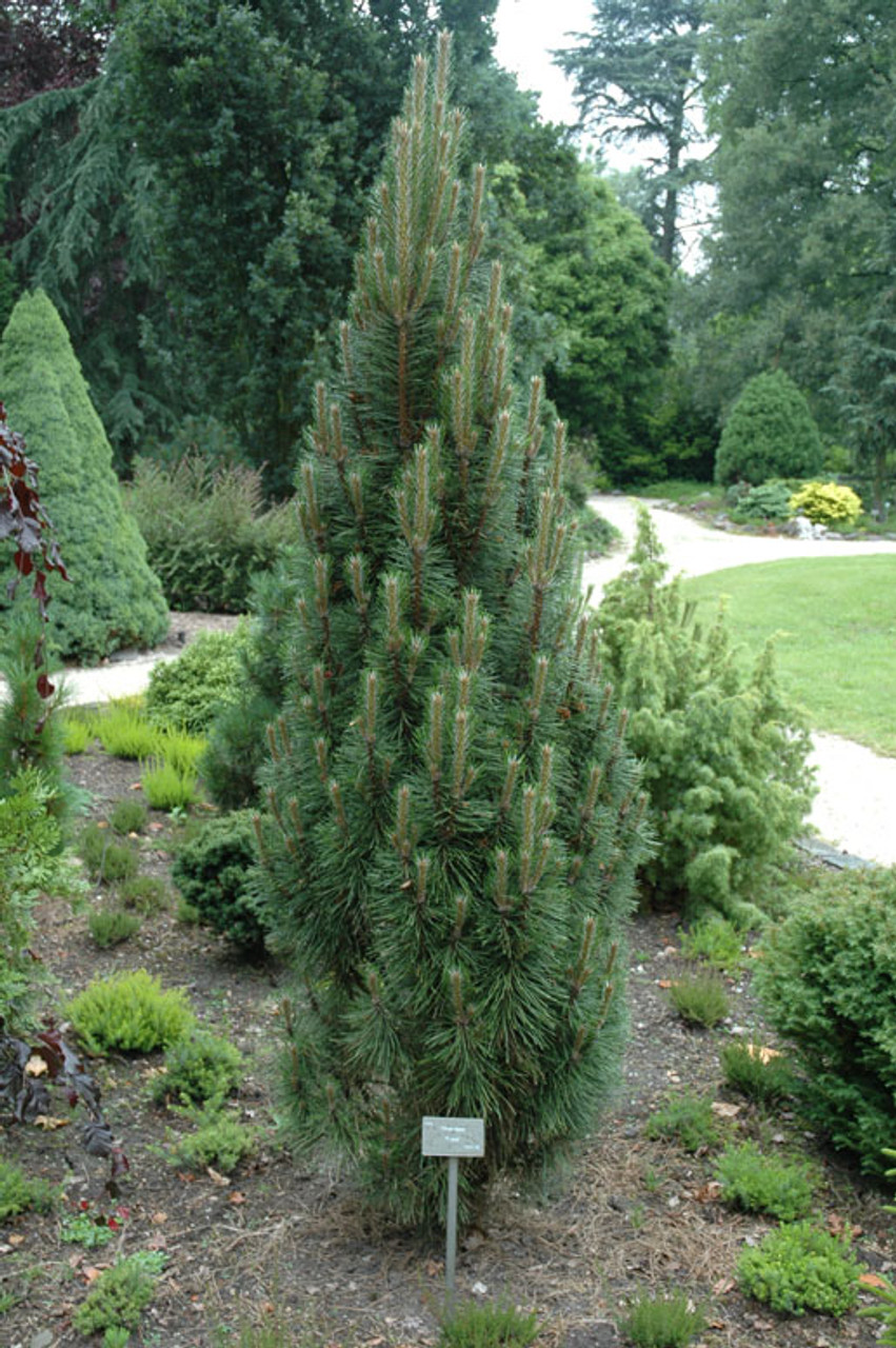 Pinus nigra ' Frank ' Dwarf Columnar Austrian Pine Kigi Nursery