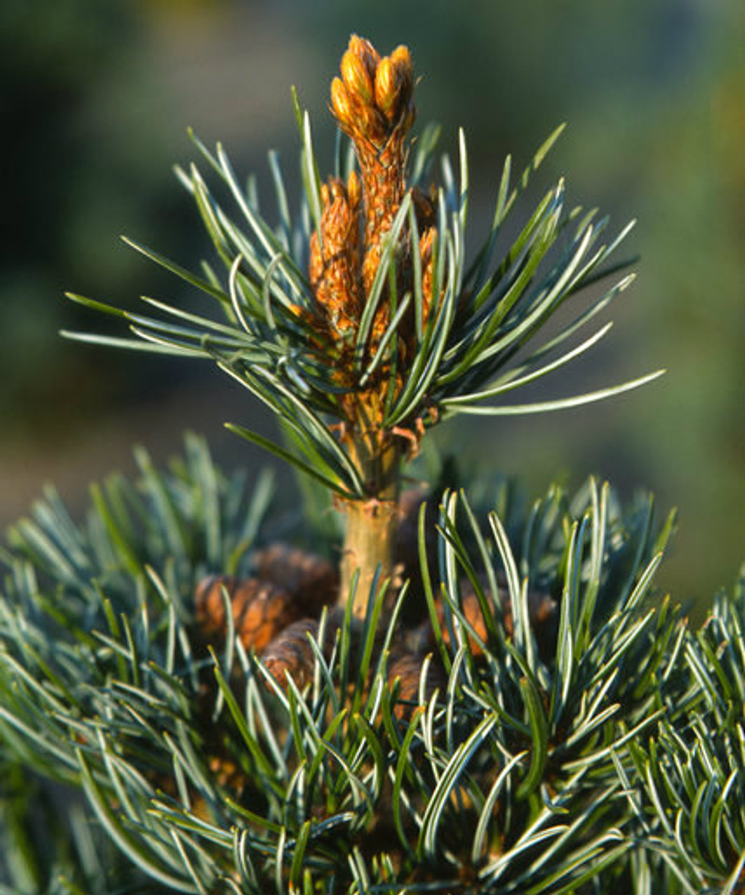 Pinus parviflora ’ Negishi ’ Japanese White Pine - Kigi Nursery