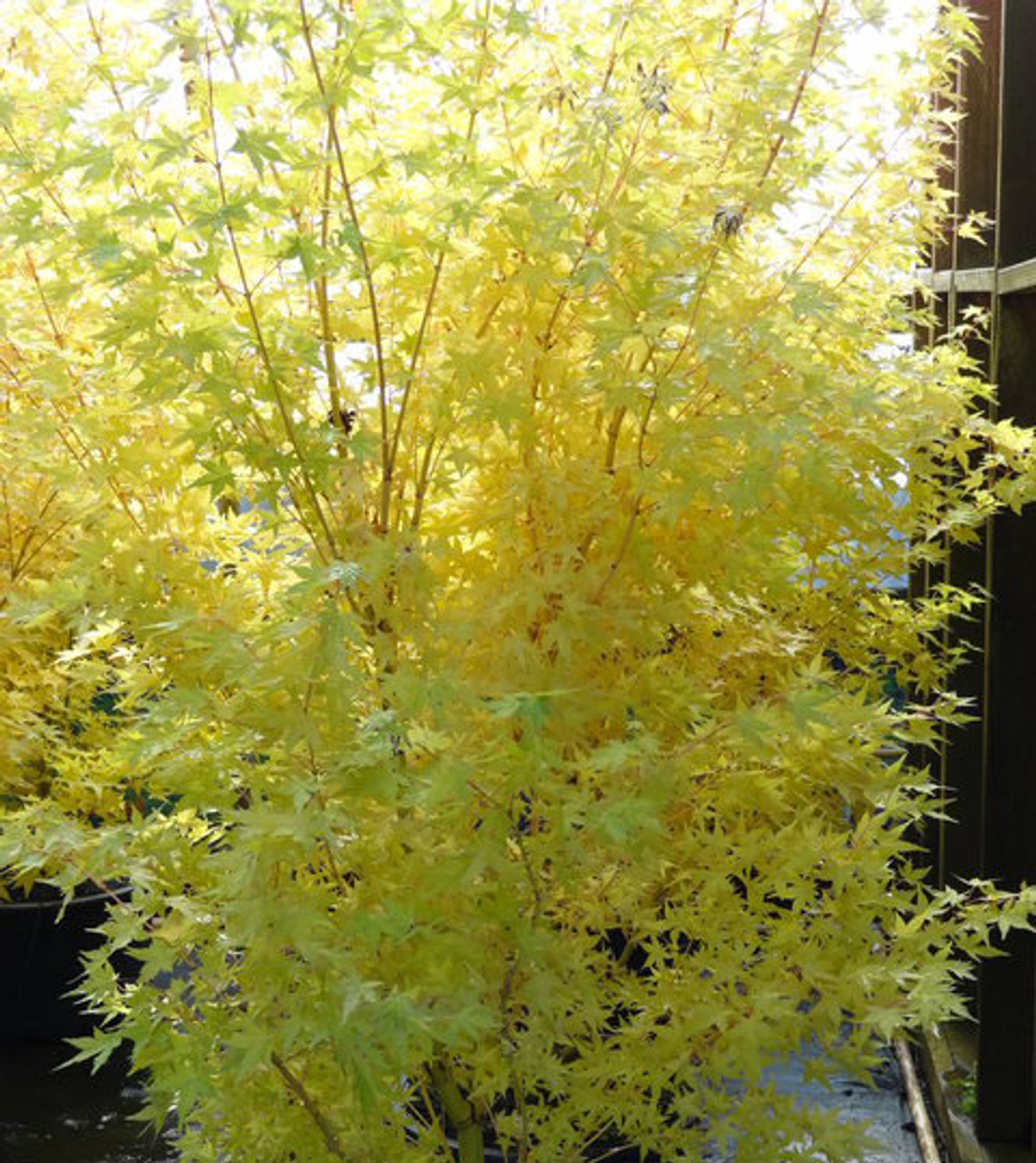 Acer palmatum ' Bihou ' Coral Yellow Bark Japanese Maple ...