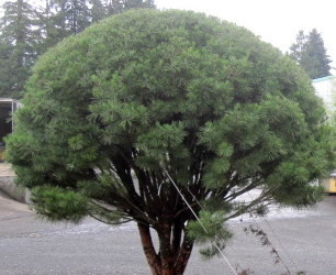 Pinus densiflora ' Umbraculifera ' Tanyosho Japanese Red Umbrella Pine