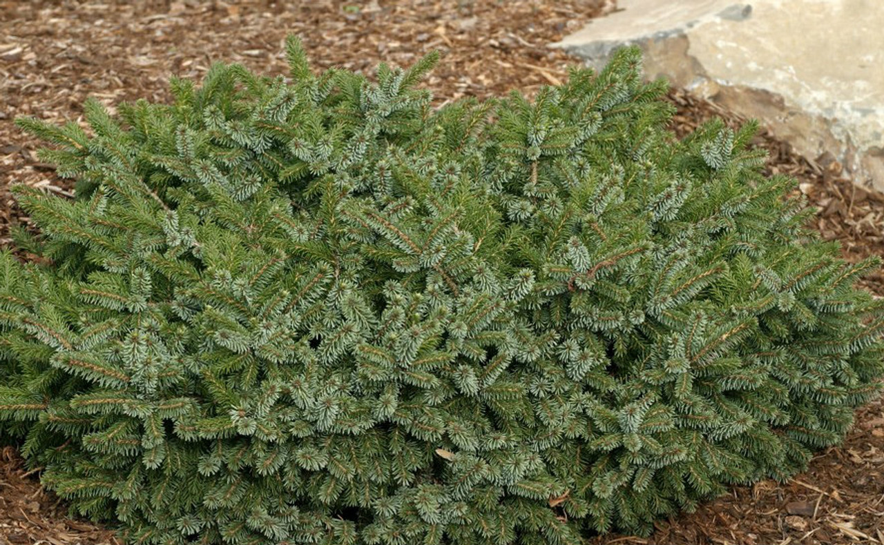 Picea omorika ' Kamenz ' Dwarf Serbian Spruce - Kigi Nursery