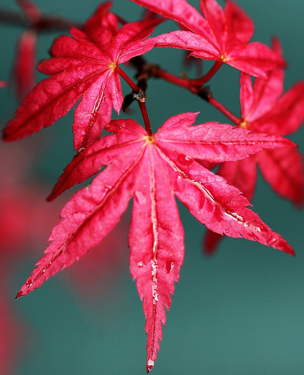 Acer palmatum ' Beni maiko ' Japanese Maple Tree - Kigi Nursery