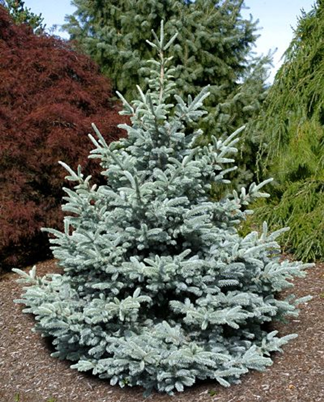 Picea Pungens Bonny Blue Colorado Blue Spruce Kigi Nursery   1e5b54fa80f6c3cb8f0a87fb83f173f4  72611.1404850187 