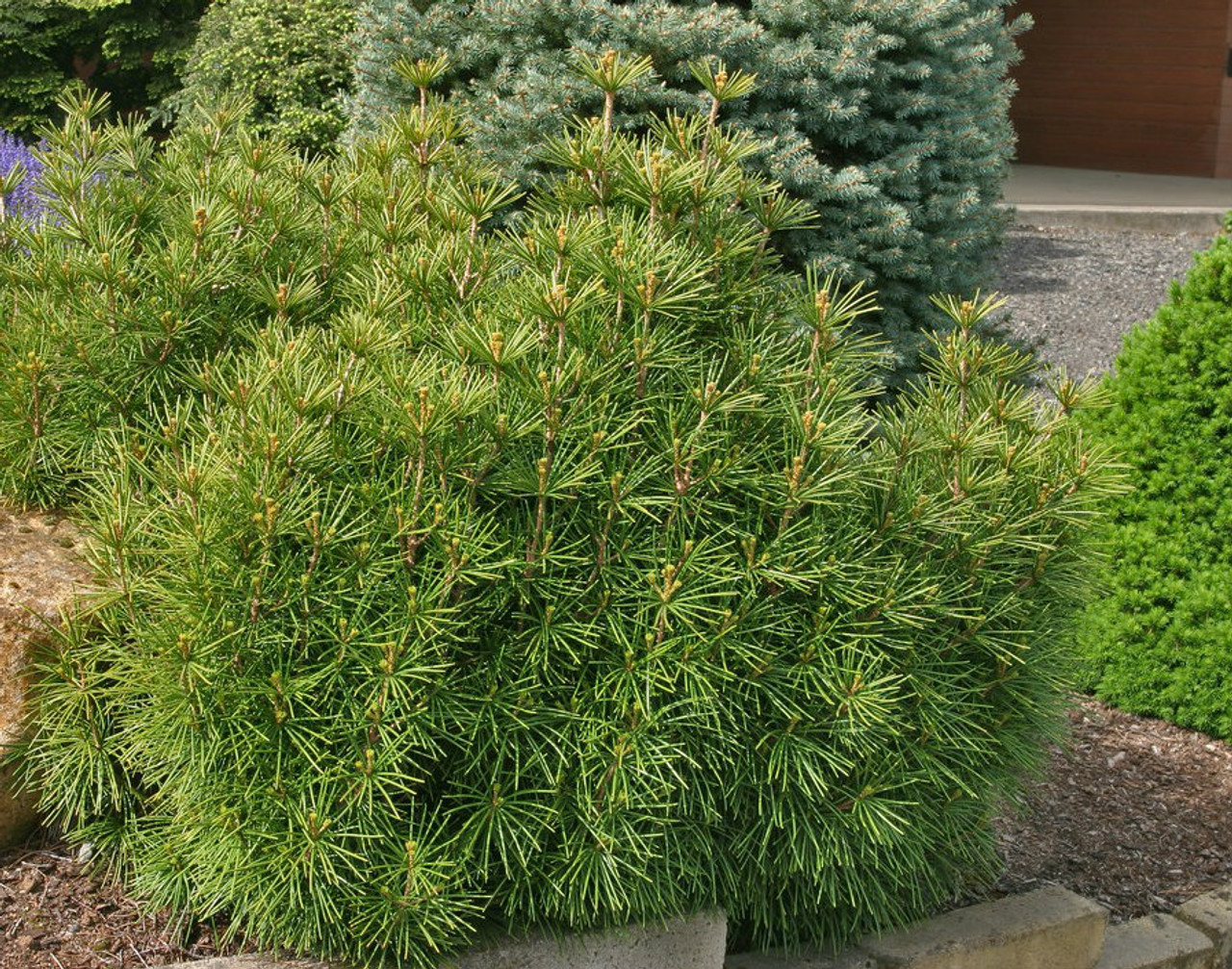 Sciadopitys verticillata ' Mitsch Select ' Japanese Umbrella Pine Kigi Nursery