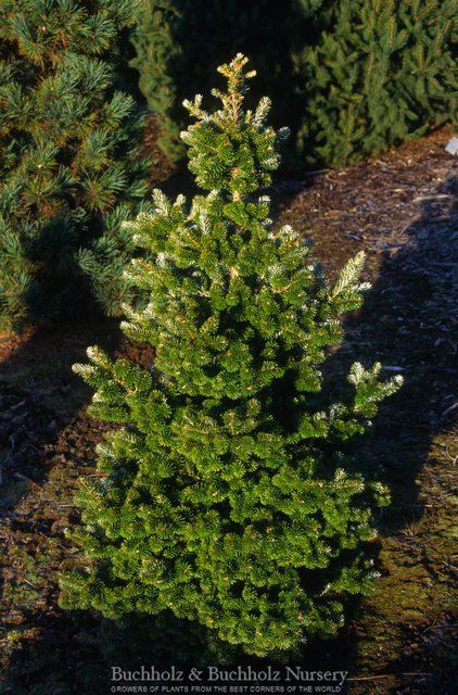 Abies koreana ' Freudenberg ' Dwarf Korean Fir Kigi Nursery
