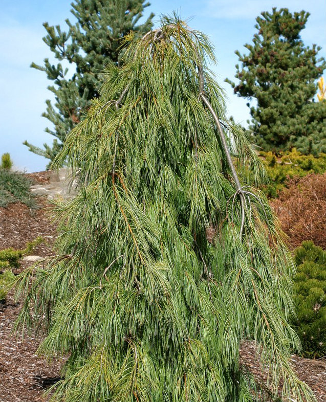 Pinus strobus ' Angel Falls ' Weeping Eastern White Pine Kigi Nursery
