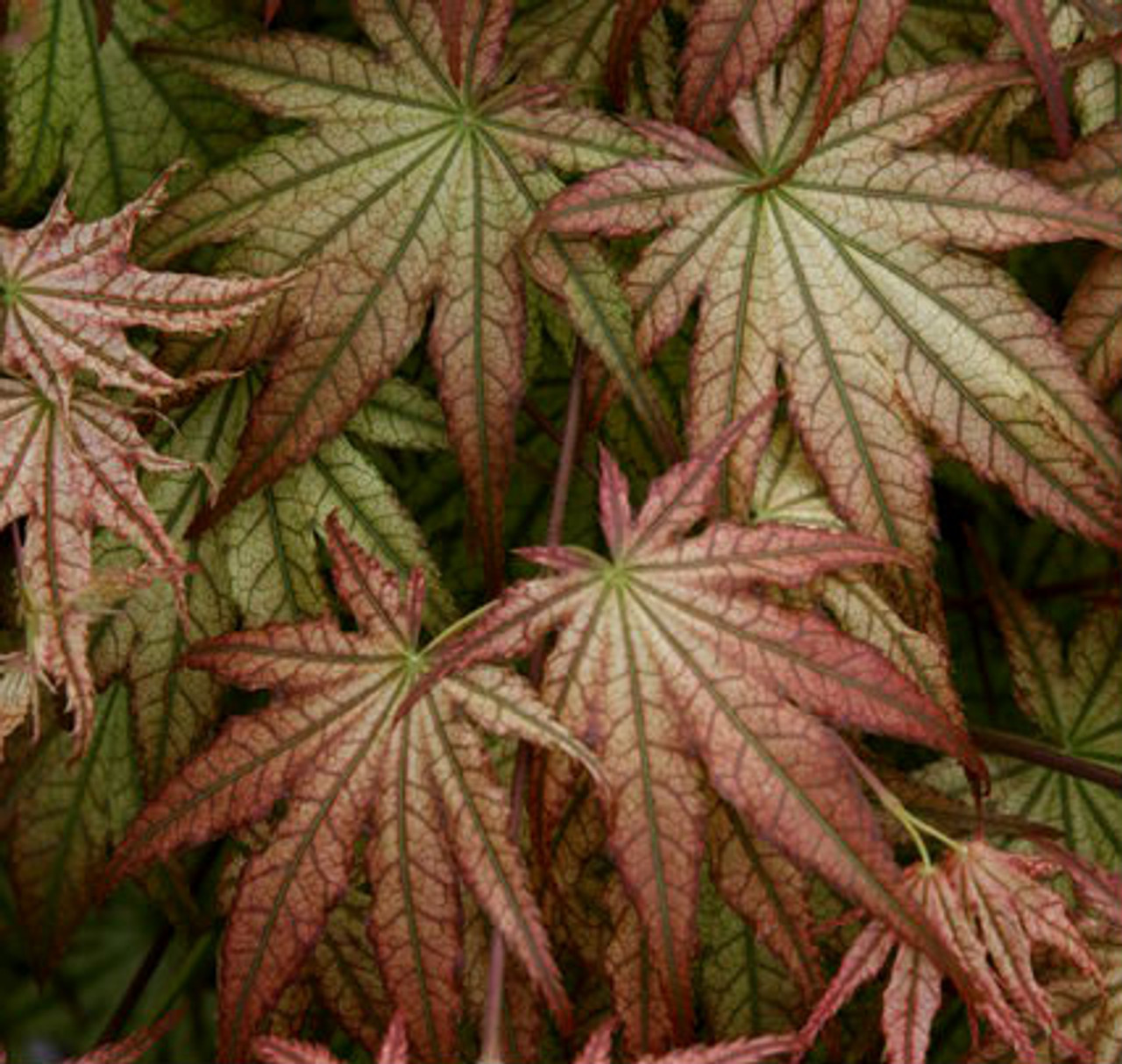 Acer palmatum ' Peaches & Cream ' Variegated Japanese Maple Kigi Nursery