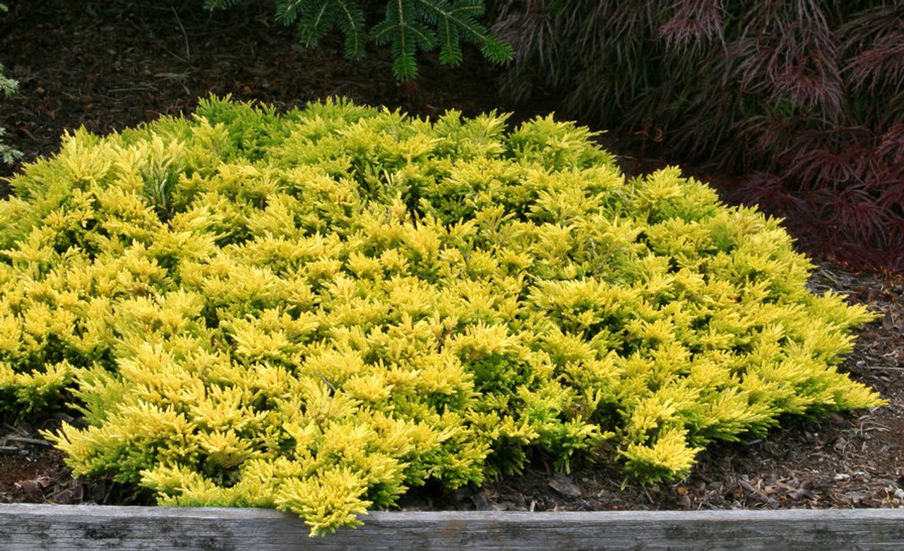 Juniperus horizontalis ' Gold Strike ' Dwarf Golden Creeping Juniper