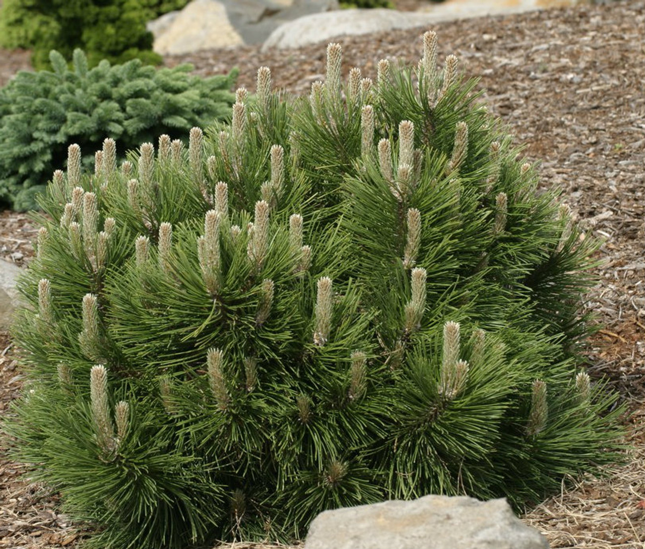 Pinus nigra ' Strypemonde ' Dwarf Austrian Pine Kigi Nursery