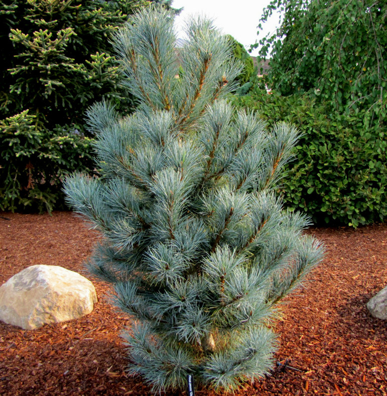 Pinus peuce Pacific Blue