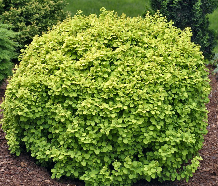 Berberis thunbergii ' Golden Devine ' Dwarf Yellow Japanese Barberry