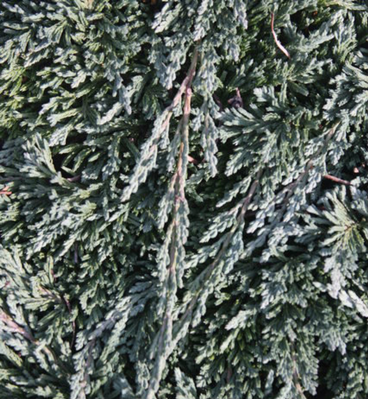 Juniperus horizontalis ' Pancake ' Dwarf Creeping Juniper Kigi Nursery