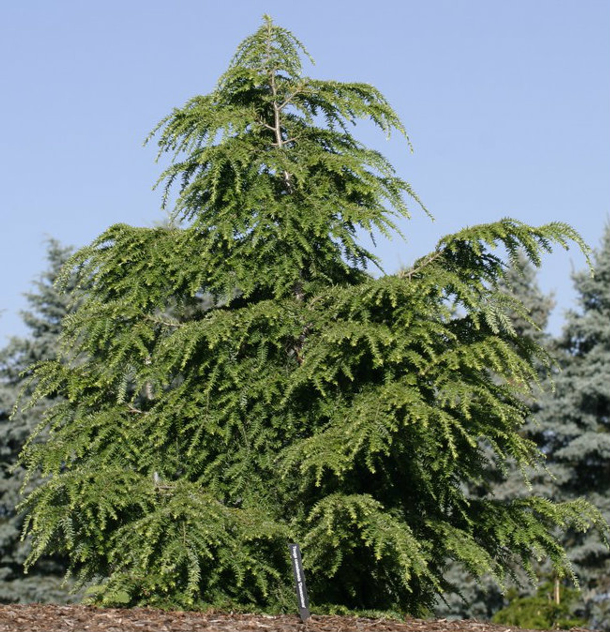 Tsuga canadensis ' Dawsoniana ' Canadian Hemlock Kigi Nursery
