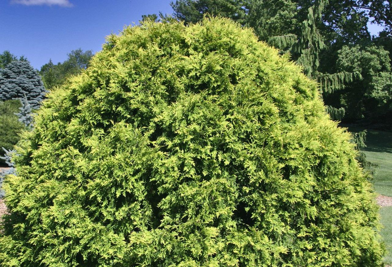 Thuja occidentalis ' Golden Globe ' Dwarf Eastern Arborvitae Kigi Nursery