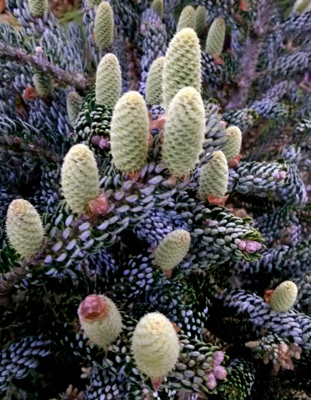 Abies Koreana ' Silberlocke ' Korean Fir - Kigi Nursery