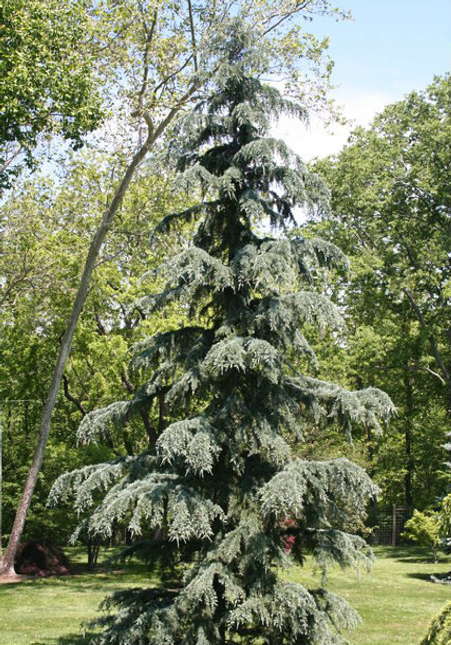 Cedrus deodara ' Karl Fuchs ' Himalayan Cedar - Kigi Nursery