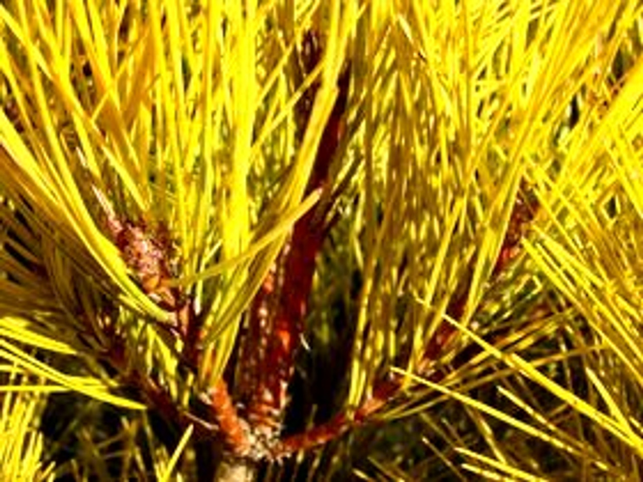 Pinus densiflora ’ Aurea ’ Golden Japanese Red Pine - Kigi Nursery
