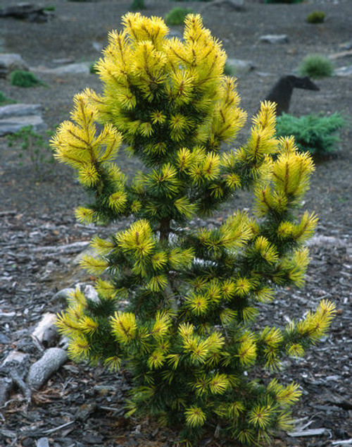 Pinus peuce ' Pacific Blue ' Macedonian Pine - Kigi Nursery