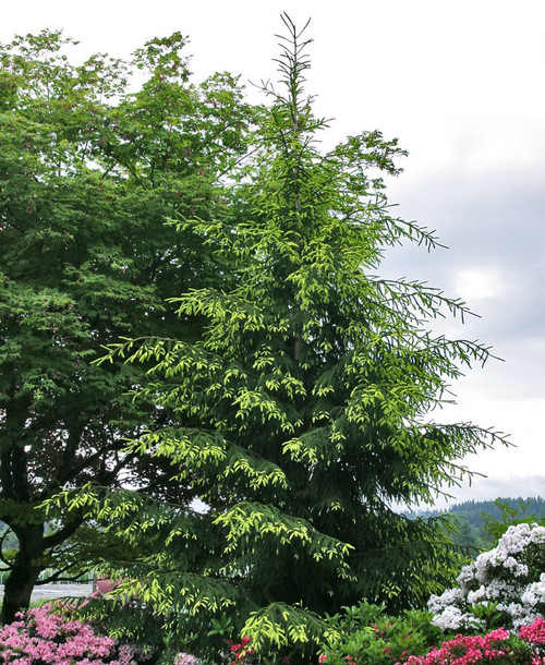 Picea orientalis ' Firefly ' Dwarf Golden Oriental Spruce - Kigi Nursery