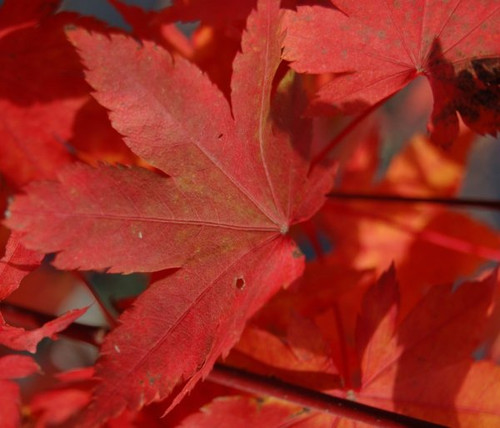 Acer palmatum 'Herbstfeuer' Japanese Maple Tree Acer palmatum 'Herbstfeuer' Japanese Maple Tree