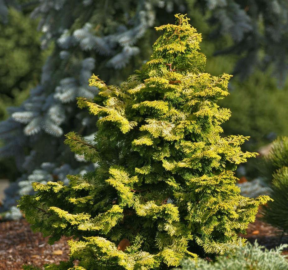 Chamaecyparis obtusa ' Confucius ' Variegated Hinoki Cypress - Kigi Nursery