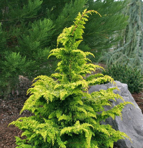 Chamaecyparis obtusa ' Fernspray Gold ' Golden Hinoki Cypress - Kigi ...