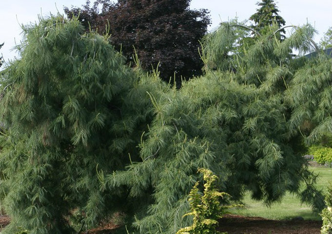 Pinus strobus ' Pendula ' Weeping Eastern White Pine - Kigi Nursery