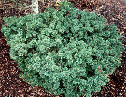 Abies balsamea ' Nana ' Dwarf Balsam Fir - Kigi Nursery