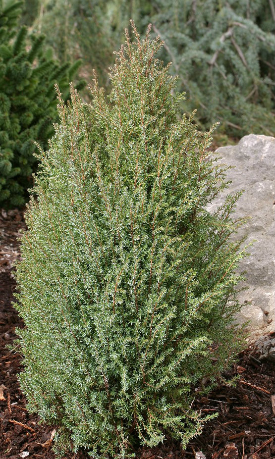 Juniperus communis ' Miniature ' Dwarf Common Juniper - Kigi Nursery