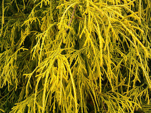 Chamaecyparis pisifera ' Golden Mop ' Dwarf Sawara Cypress - Kigi Nursery Gold Mop Cypress