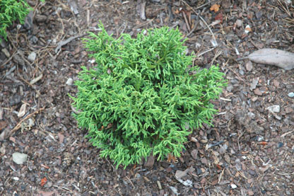 Chamaecyparis obtusa ' Bridget ' Dwarf Japanese Hinoki Cypress - Kigi ...