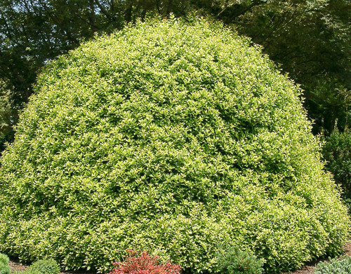 Osmanthus heterophyllus ' Goshiki ' Variegated Japanese False Holly ...