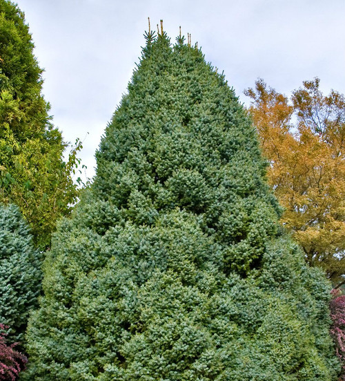 Picea omorika ' Nana ' Dwarf Serbian Spruce - Kigi Nursery