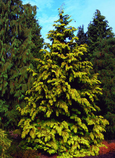 Thuja plicata ' Zebrina Extra Gold ' Golden Western Red Cedar - Kigi ...